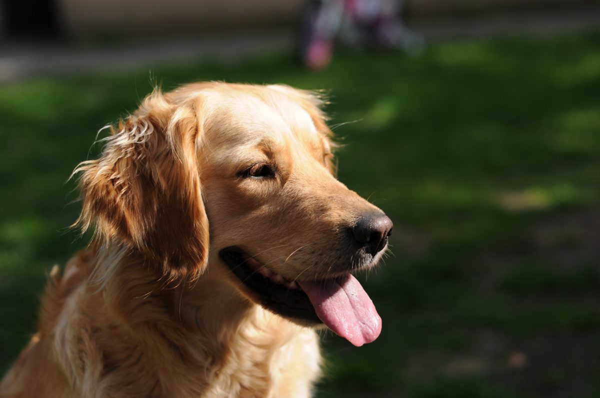 animal-dog-golden-retriever-9080-1200x797.jpg