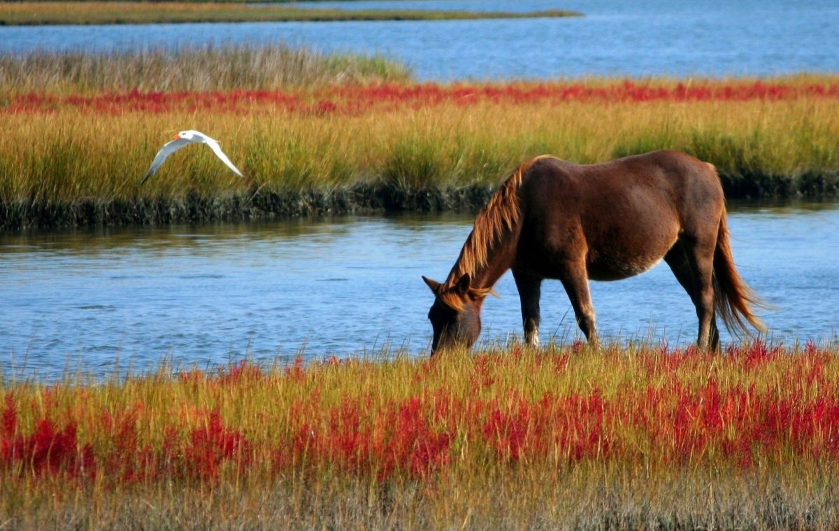 brown-horse-on-green-and-red-grasses-beside-river-85681-1200x759.jpg