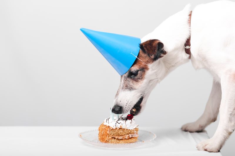 1cute-dog-eating-tasty-birthday-cake.jpg